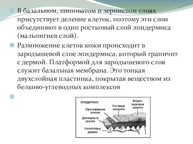 В базальном, шиповатом и зернистом слоях присутствует деление клеток, поэтому эти