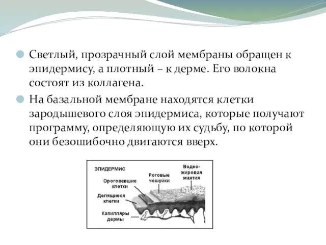 Светлый, прозрачный слой мембраны обращен к эпидермису, а плотный – к