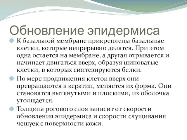 Обновление эпидермиса К базальной мембране прикреплены базальные клетки, которые непрерывно делятся.