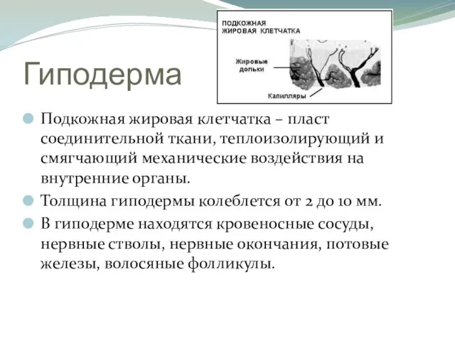 Гиподерма Подкожная жировая клетчатка – пласт соединительной ткани, теплоизолирующий и смягчающий