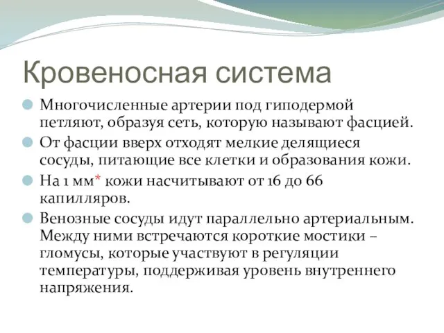 Кровеносная система Многочисленные артерии под гиподермой петляют, образуя сеть, которую называют