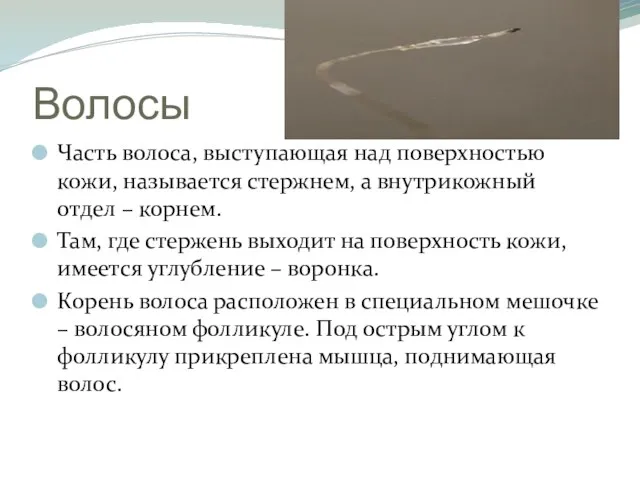 Волосы Часть волоса, выступающая над поверхностью кожи, называется стержнем, а внутрикожный