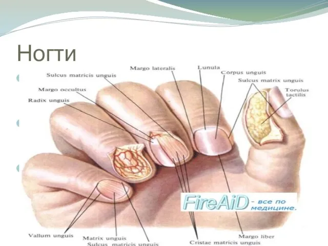 Ногти Ноготь построен из плотно прилегающих роговых пластинок с блестящей наружной