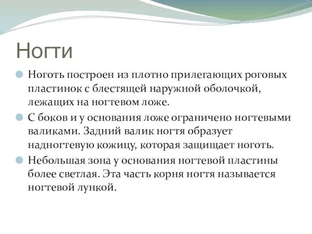 Ногти Ноготь построен из плотно прилегающих роговых пластинок с блестящей наружной