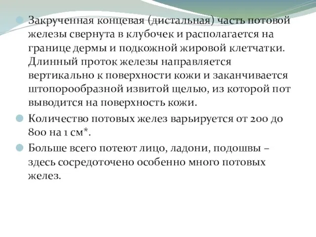 Закрученная концевая (дистальная) часть потовой железы свернута в клубочек и располагается