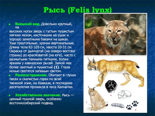 Рысь (Felis lynx) Внешний вид. Довольно крупный, на высоких ногах зверь