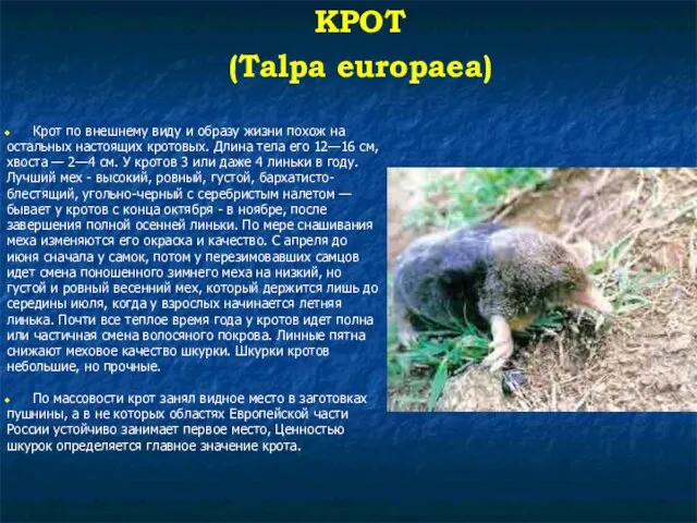 КРОТ (Talpa europaea) Крот по внешнему виду и образу жизни похож