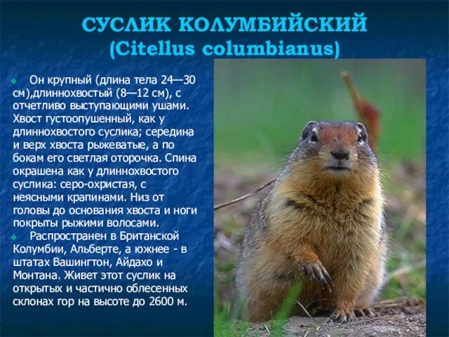 СУСЛИК КОЛУМБИЙСКИЙ (Citellus columbianus) Он крупный (длина тела 24—30 см),длиннохвостый (8—12