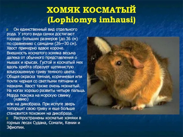 ХОМЯК КОСМАТЫЙ (Lophiomys imhausi) Он единственный вид отдельного рода. У этого