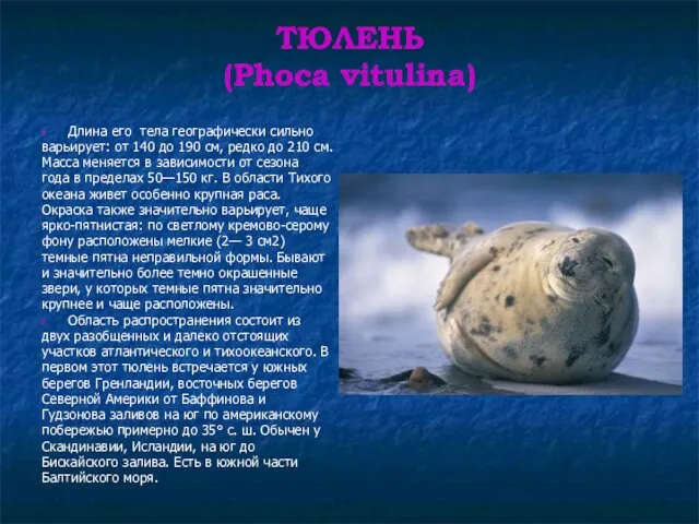 ТЮЛЕНЬ (Phoca vitulina) Длина его тела географически сильно варьирует: от 140