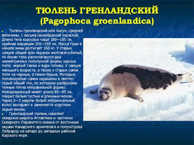 ТЮЛЕНЬ ГРЕНЛАНДСКИЙ (Pagophoca groenlandica) Тюлень гренландский или лысун, средней величины, с