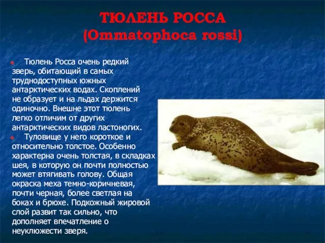 ТЮЛЕНЬ РОССА (Ommatophoca rossi) Тюлень Росса очень редкий зверь, обитающий в