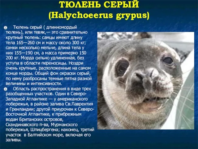 ТЮЛЕНЬ СЕРЫЙ (Halychoeerus grypus) Тюлень серый ( длинномордый тюлень), или тевяк,—