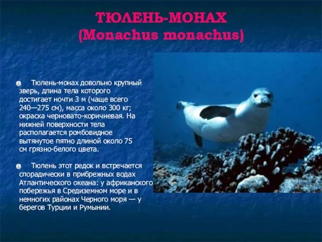 ТЮЛЕНЬ-МОНАХ (Monachus monachus) Тюлень-монах довольно крупный зверь, длина тела которого достигает