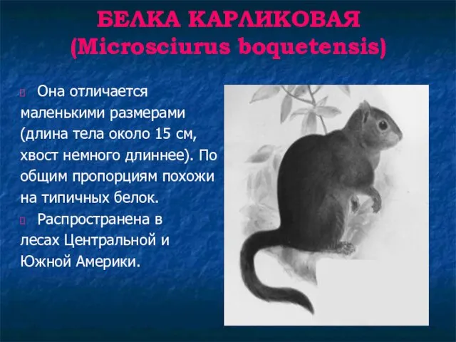 БЕЛКА КАРЛИКОВАЯ (Microsciurus boquetensis) Она отличается маленькими размерами (длина тела около