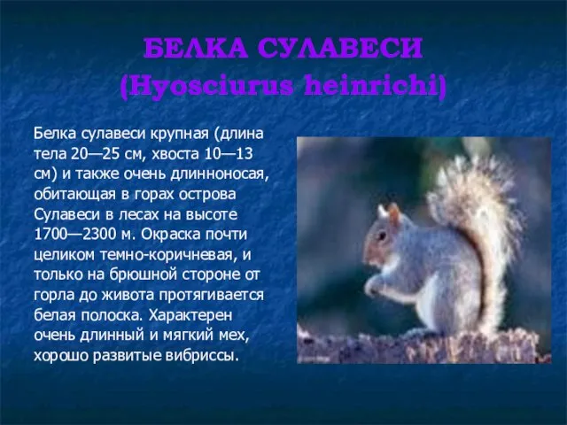 БЕЛКА СУЛАВЕСИ (Hyosciurus heinrichi) Белка сулавеси крупная (длина тела 20—25 см,