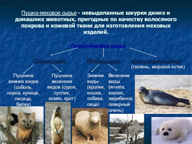 Пушно-меховое сырье - невыделанные шкурки диких и домашних животных, пригодные по