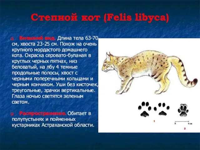 Степной кот (Felis libyca) Внешний вид. Длина тела 63-70 см, хвоста