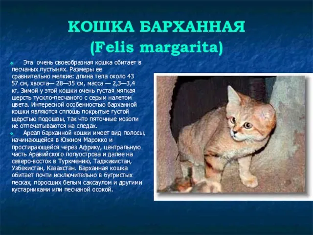 КОШКА БАРХАННАЯ (Felis margarita) Эта очень своеобразная кошка обитает в песчаных