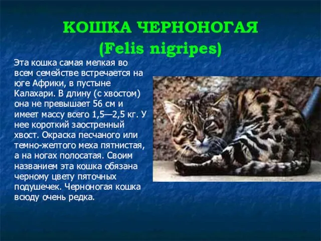 КОШКА ЧЕРНОНОГАЯ (Felis nigripes) Эта кошка самая мелкая во всем семействе