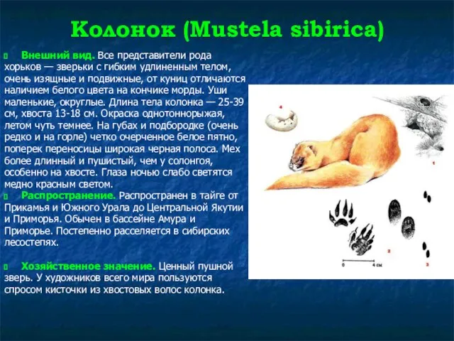 Колонок (Mustela sibirica) Внешний вид. Все представители рода хорьков — зверьки