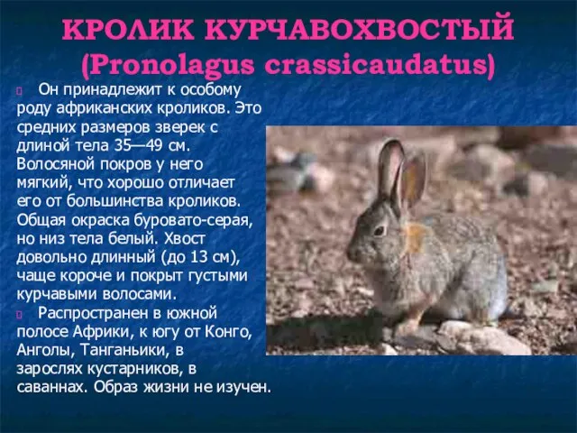 КРОЛИК КУРЧАВОХВОСТЫЙ (Pronolagus crassicaudatus) Он принадлежит к особому роду африканских кроликов.