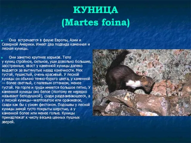 КУНИЦА (Martes foina) Она встречается в фауне Европы, Азии и Северной
