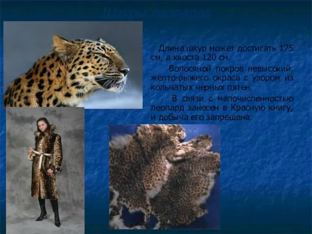 Шкуры леопарда Длина шкур может достигать 175 см, а хвоста 120