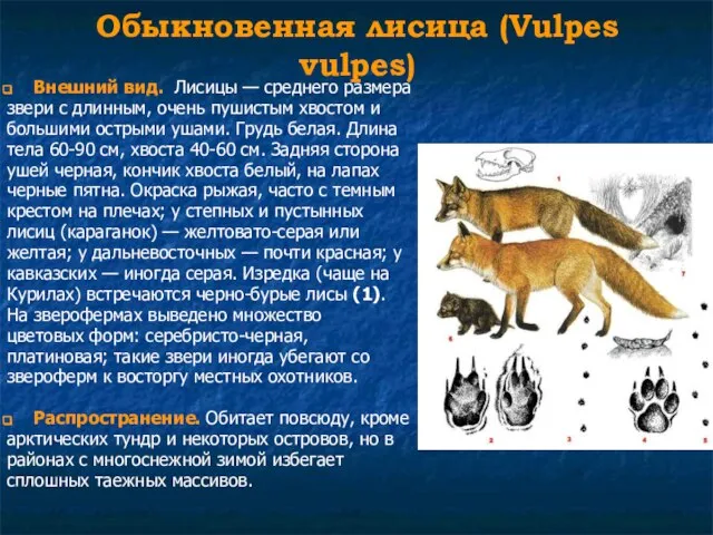Обыкновенная лисица (Vulpes vulpes) Внешний вид. Лисицы — среднего размера звери