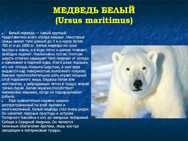 МЕДВЕДЬ БЕЛЫЙ (Ursus maritimus) Белый медведь — самый крупный представитель всего