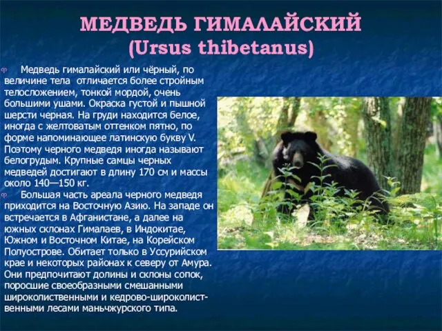 МЕДВЕДЬ ГИМАЛАЙСКИЙ (Ursus thibetanus) Медведь гималайский или чёрный, по величине тела