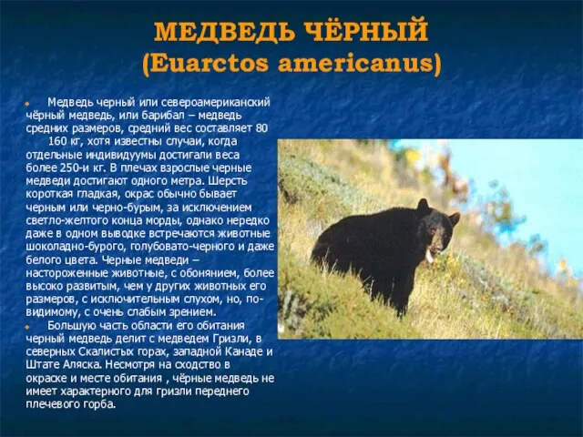 МЕДВЕДЬ ЧЁРНЫЙ (Euarctos americanus) Медведь черный или североамериканский чёрный медведь, или