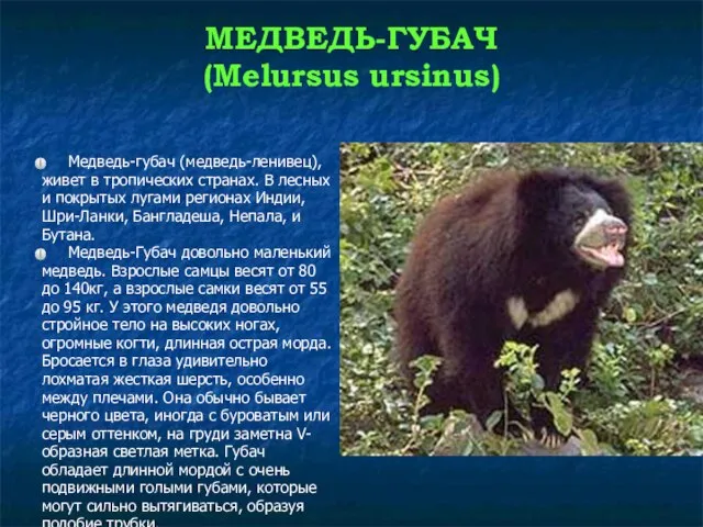 МЕДВЕДЬ-ГУБАЧ (Melursus ursinus) Медведь-губач (медведь-ленивец), живет в тропических странах. В лесных