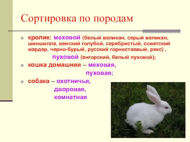 Сортировка по породам кролик: меховой (белый великан, серый великан, шиншилла, венский