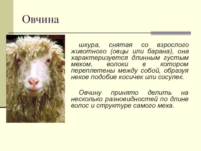 Овчина шкура, снятая со взрослого животного (овцы или барана), она характеризуется