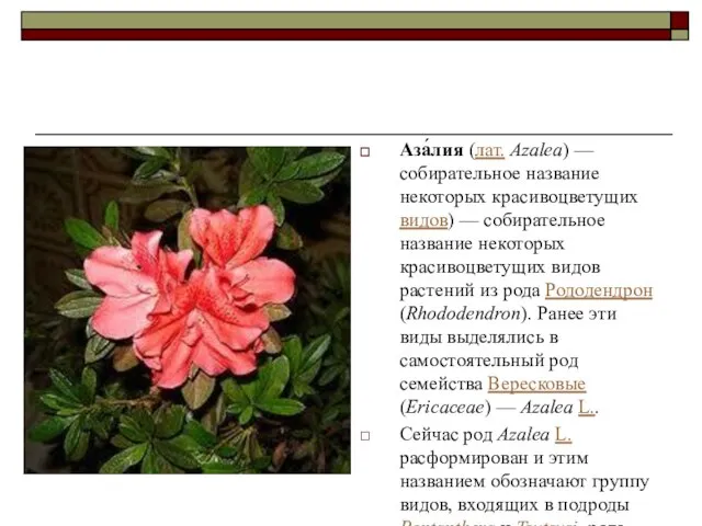 Аза́лия (лат. Azalea) — собирательное название некоторых красивоцветущих видов) — собирательное