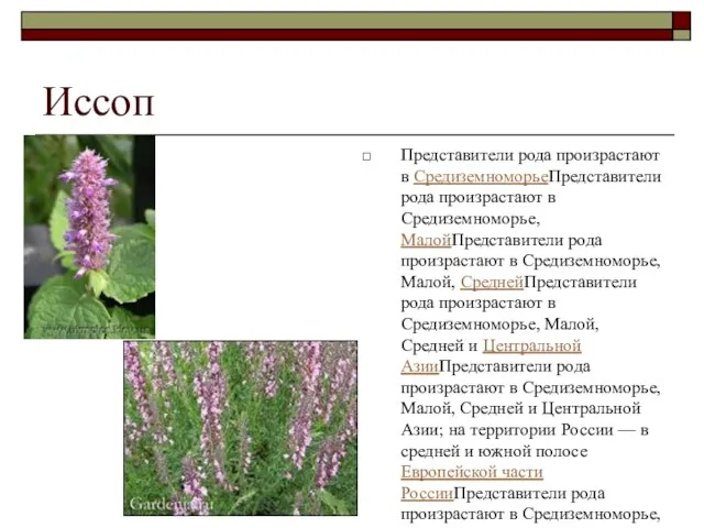 Иссоп Представители рода произрастают в СредиземноморьеПредставители рода произрастают в Средиземноморье, МалойПредставители