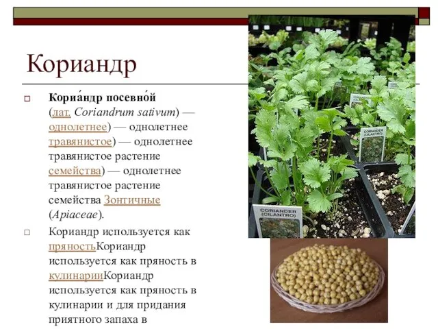 Кориандр Кориа́ндр посевно́й (лат. Coriandrum sativum) — однолетнее) — однолетнее травянистое)