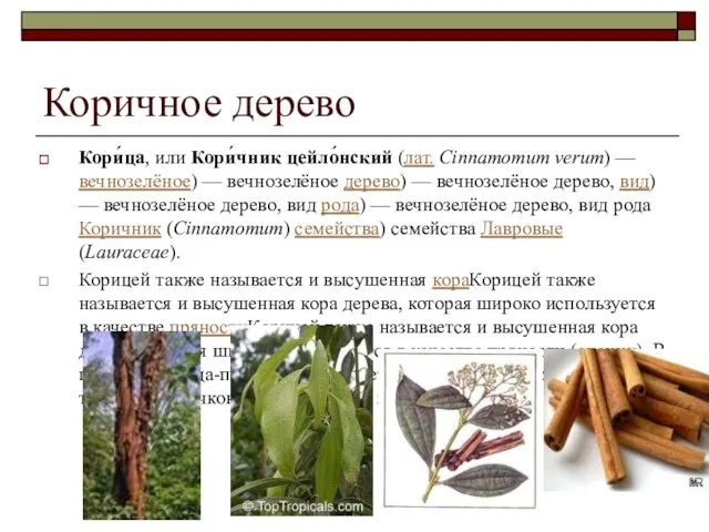 Коричное дерево Кори́ца, или Кори́чник цейло́нский (лат. Cinnamomum verum) — вечнозелёное)