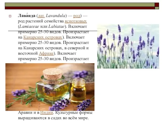 Лава́нда (лат. Lavandula) — род) — род растений семейства яснотковых (Lamiaceae