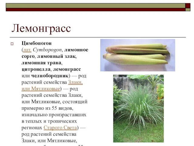 Лемонграсс Цимбопогон (лат. Cymbopogon, лимонное сорго, лимонный злак, лимонная трава, цитронелла,