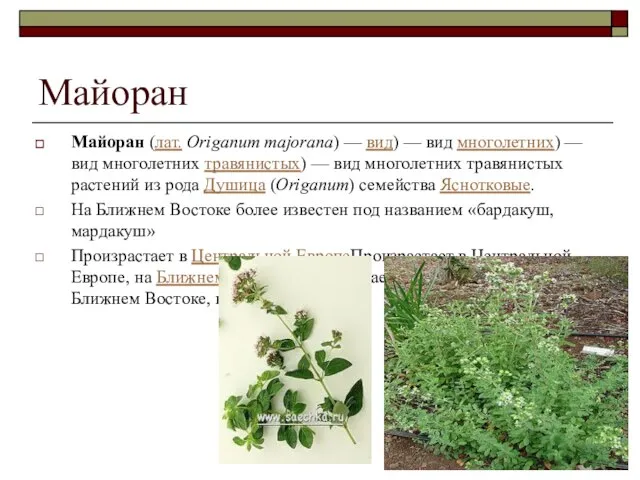 Майоран Майоран (лат. Origanum majorana) — вид) — вид многолетних) —