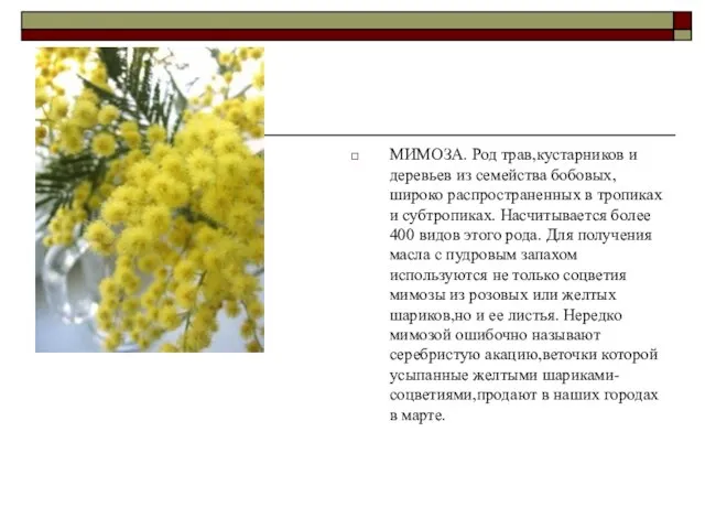 МИМОЗА. Род трав,кустарников и деревьев из семейства бобовых,широко распространенных в тропиках