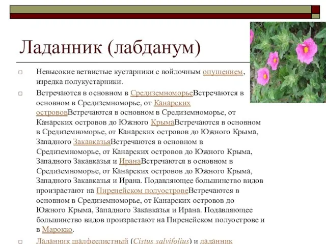 Ладанник (лабданум) Невысокие ветвистые кустарники с войлочным опушением, изредка полукустарники. Встречаются