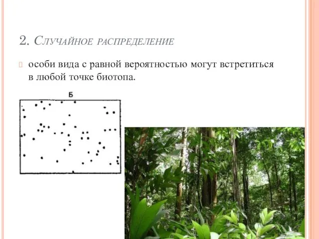 2. Случайное распределение особи вида с равной вероятностью могут встретиться в любой точке биотопа.