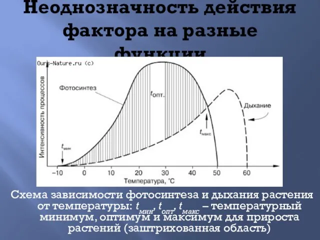 Неоднозначность действия фактора на разные функции Схема зависимости фотосинтеза и дыхания