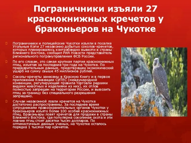 Пограничники изъяли 27 краснокнижных кречетов у браконьеров на Чукотке Пограничники и