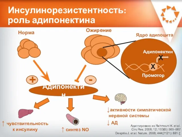 Инсулинорезистентность: роль адипонектина Адаптировано из Rahmouni K. et al. Circ Res.