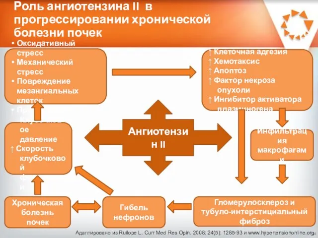 Роль ангиотензина II в прогрессировании хронической болезни почек Ангиотензин II Адаптировано