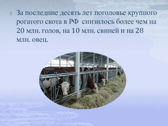 За последние десять лет поголовье крупного рогатого скота в РФ снизилось